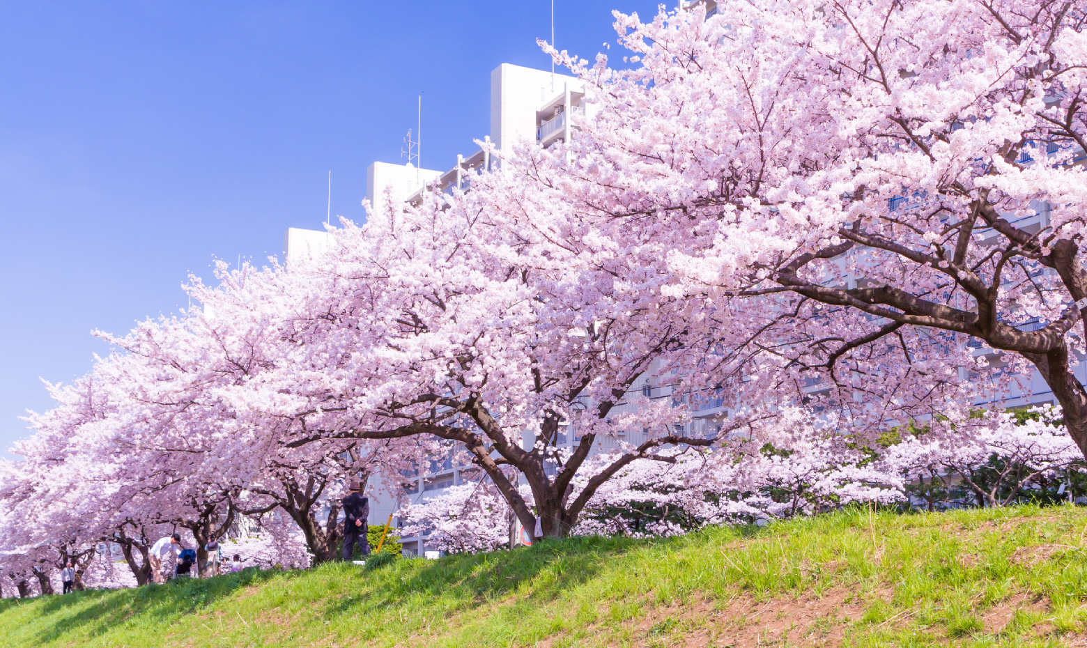 柳瀬川桜並木（約2.2km）