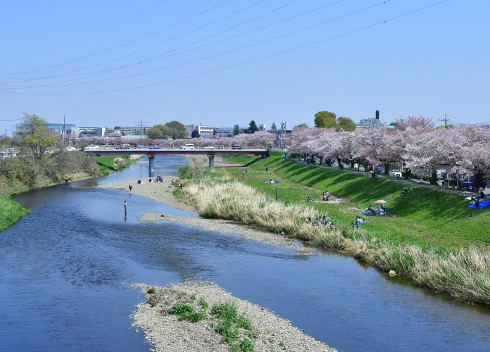 柳瀬川桜並木（約2.2km）